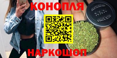 сатива Будённовск