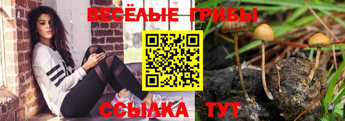 Ахтубинск  Псилоцибиновые грибы Psilocybine cubensis  Вход с VPN 